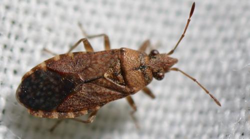 Réf. 348 932 : Orsillus depressus